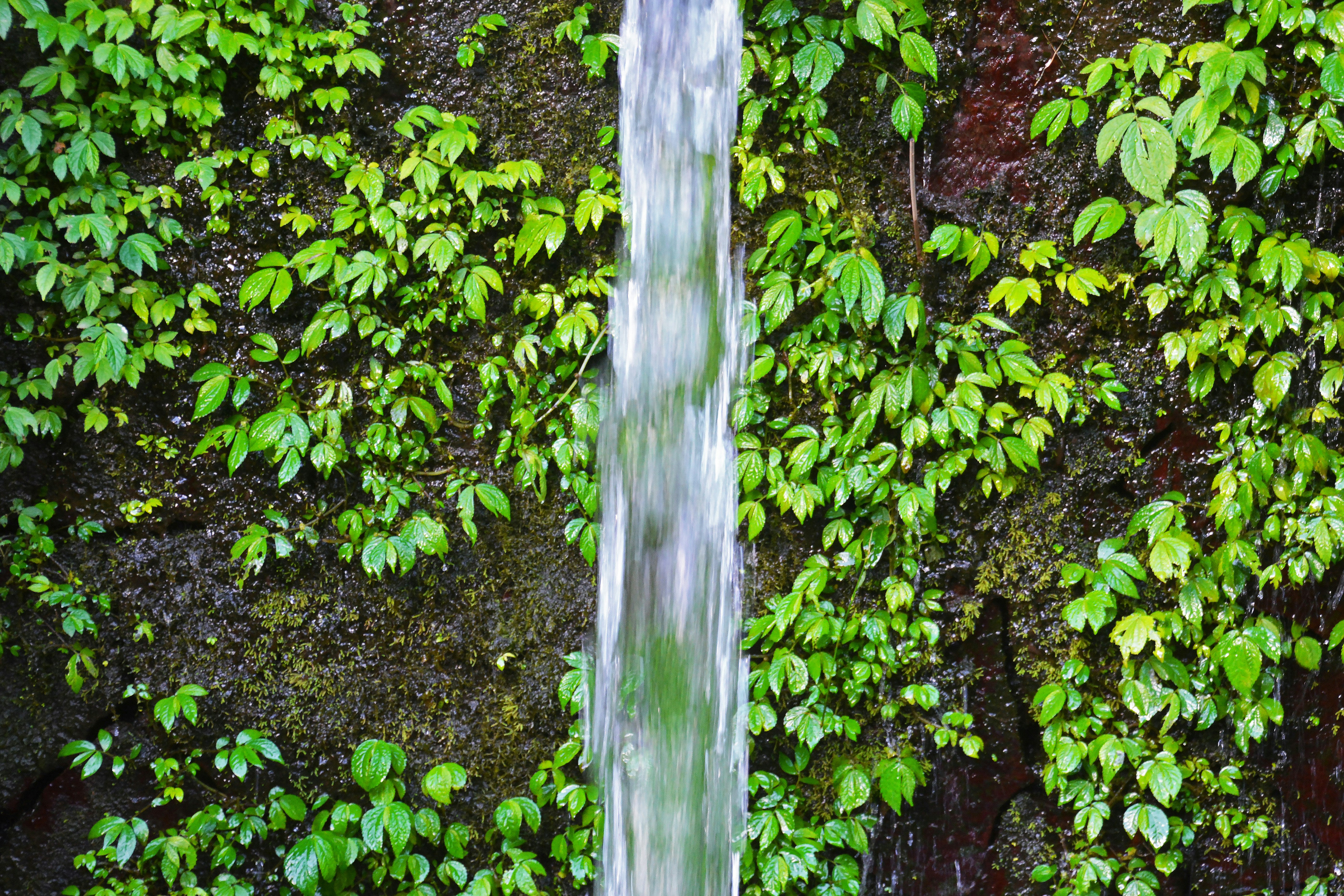 green moss on brown tree trunk